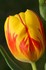 Tulips_01.jpg