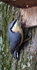 nuthatch.jpg
