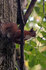 red_squirrel.jpg